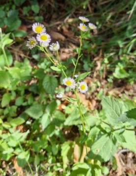 Enoletna suholetnica, foto: Anja Bevc